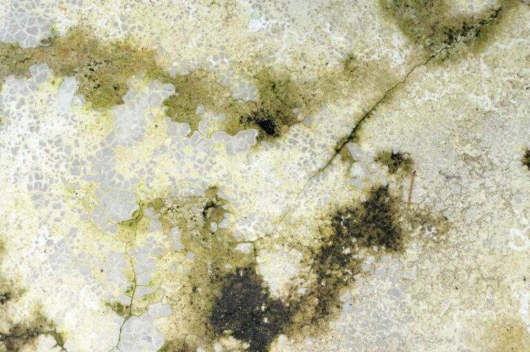 Why Does My Air Conditioner Smell Musty? 6 Causes and DIY Cleaning Methods